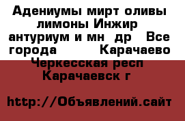 Адениумы,мирт,оливы,лимоны,Инжир, антуриум и мн .др - Все города  »    . Карачаево-Черкесская респ.,Карачаевск г.